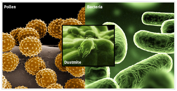 dust, pollen and bacteria affects air quality